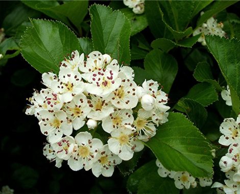 arbolito-de-tejocote-crataegus-mexicana-D_NQ_NP_498401-MLM20334899236_072015-F